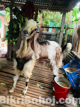 হরিয়ানা পাঠা ছাগল।